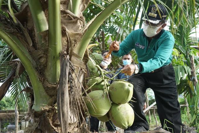 Petani buah kelapa saat ini tertimpa durian runtuh. Harga buah kelapa melangit. Saatnya pasca panen memikirkan strategi keuangan yang aman. Pilihan menjadi nasabah BRI 
